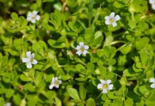 A Powerful herb Brahmi check the benefits Benefits of Bacopa monnieri (Brahmi)